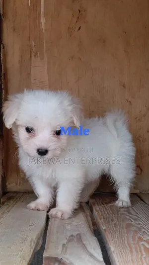 1-3 months Male Purebred Havanese