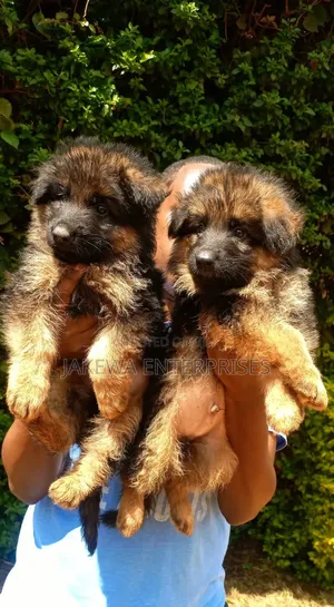1-3 months Male Purebred German Shepherd