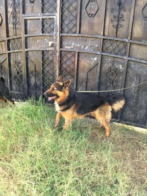 1+ year Male Purebred German Shepherd - main view