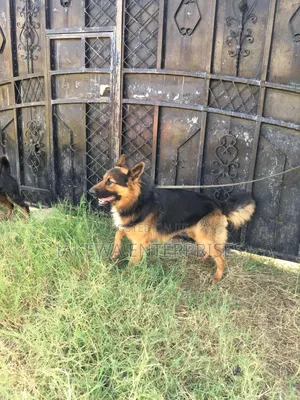 1+ year Male Purebred German Shepherd