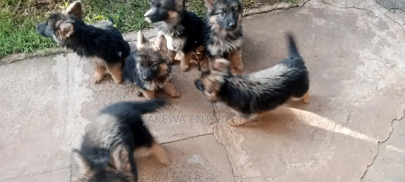 1-3 months Male Purebred German Shepherd