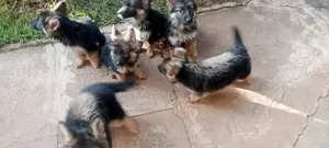 1-3 months Male Purebred German Shepherd