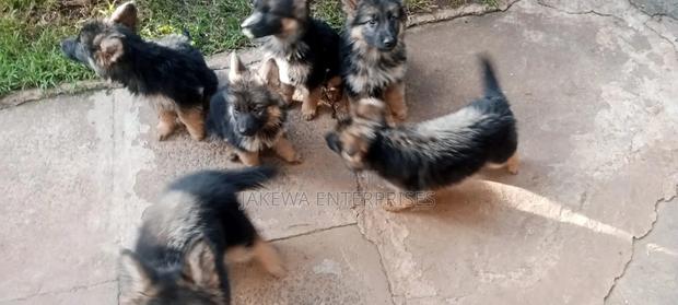 1-3 months Male Purebred German Shepherd