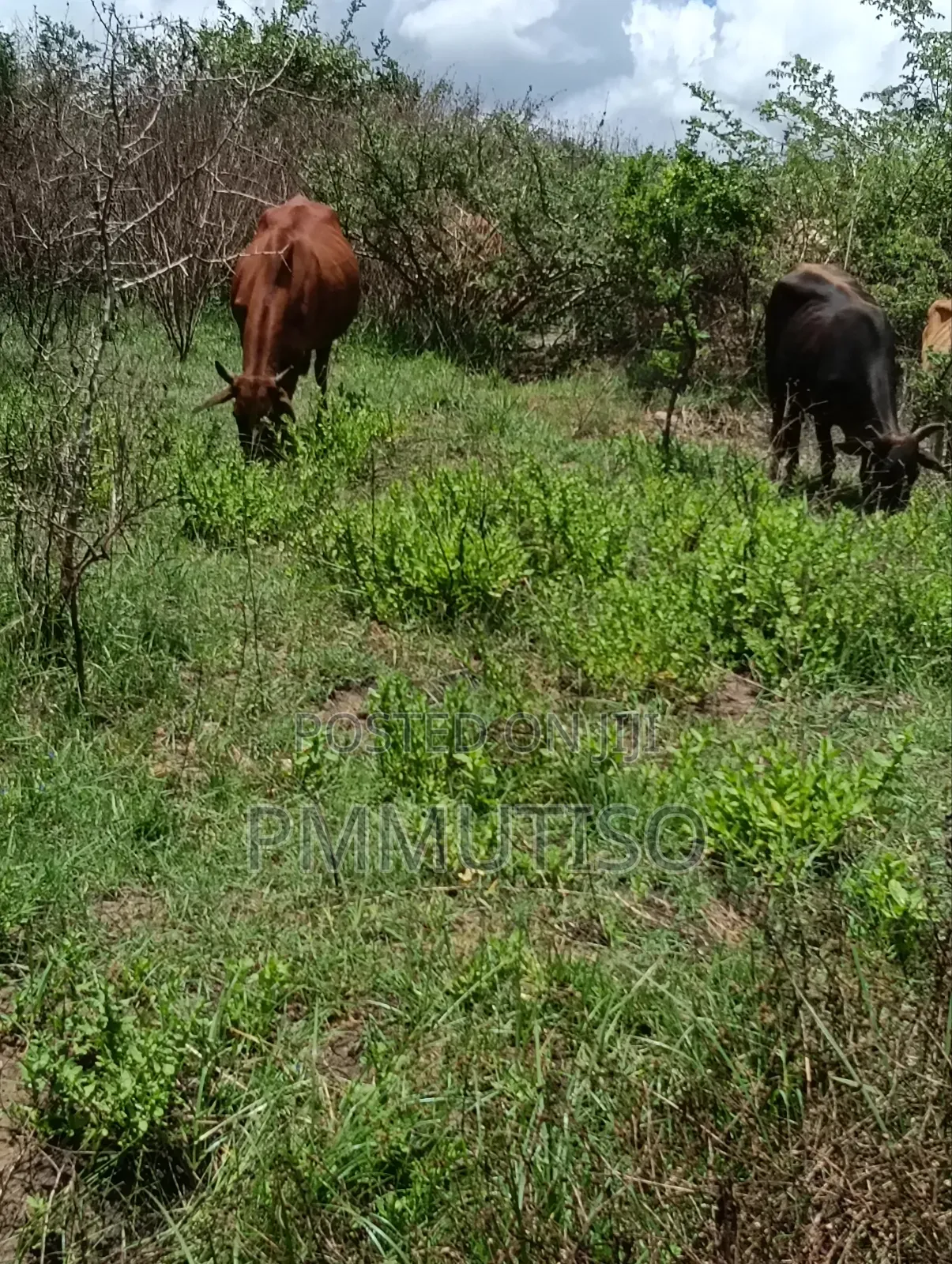 Athi River 5 Acres