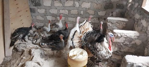 Turkeys for Sale - thumbnail 2