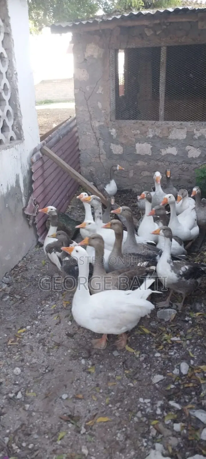 Geese for Sale in Kilifi