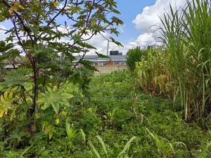 50x100 Plot for Sale in Kikuyu Kiambu County.