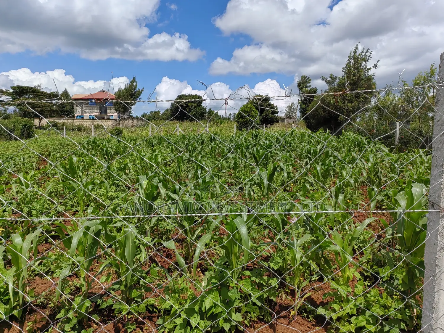 50x100 Plot for Sale in Kikuyu Kiambu County.