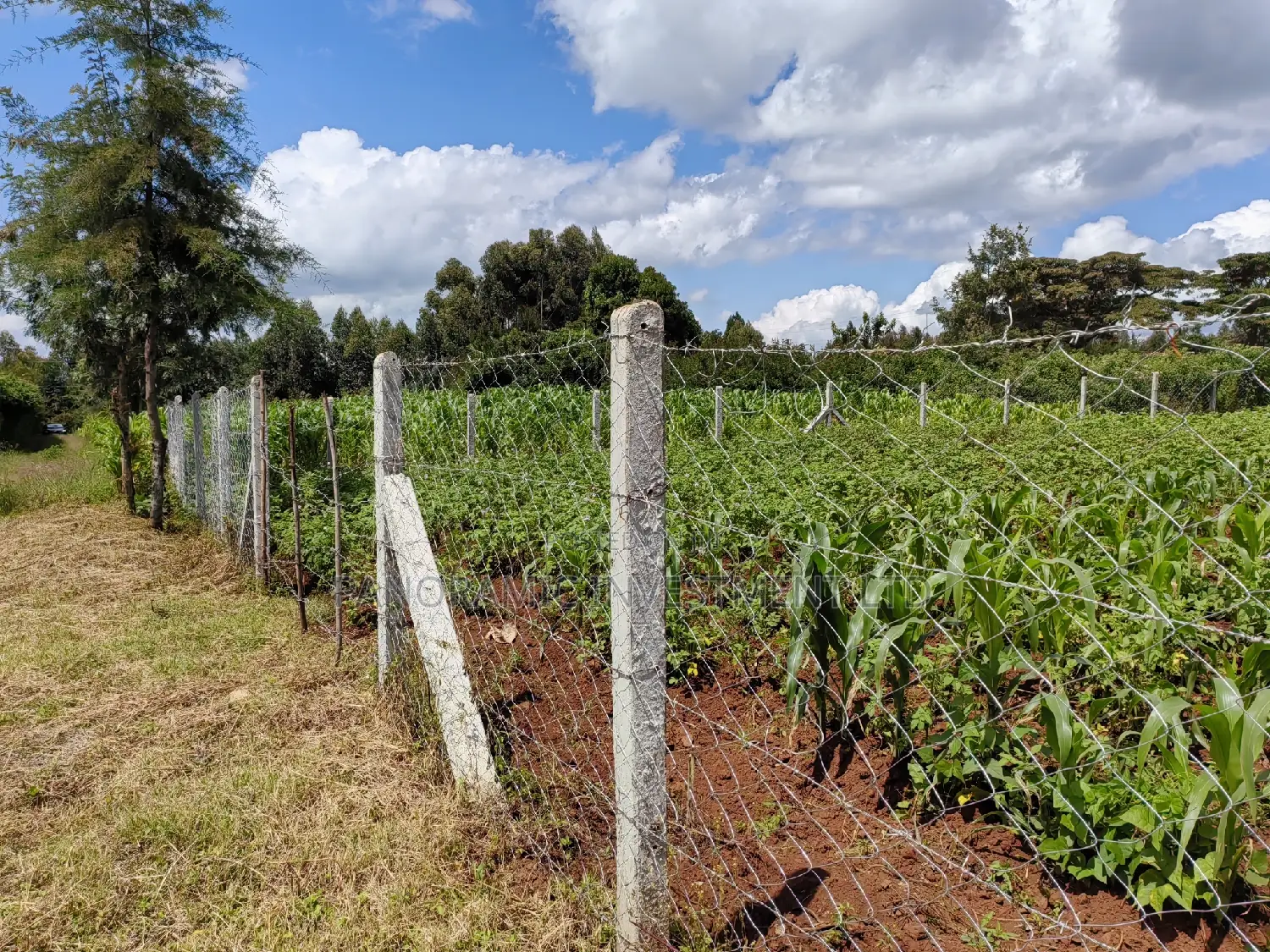 50x100 Plot for Sale in Kikuyu Kiambu County.