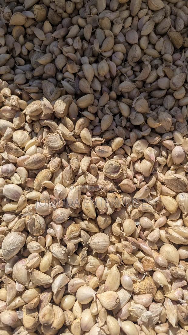 Garlic Seed - thumbnail 10