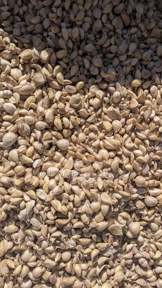 Garlic Seed - thumbnail 12