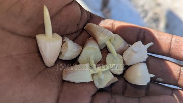 Garlic Seed - thumbnail 5