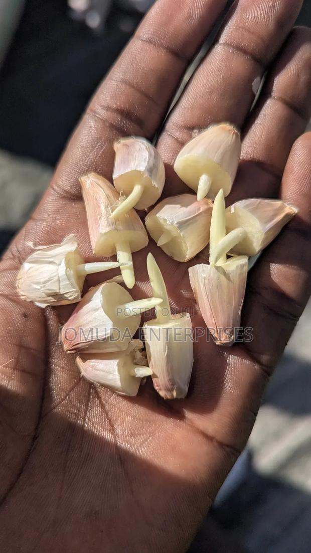 Garlic Seed - main view