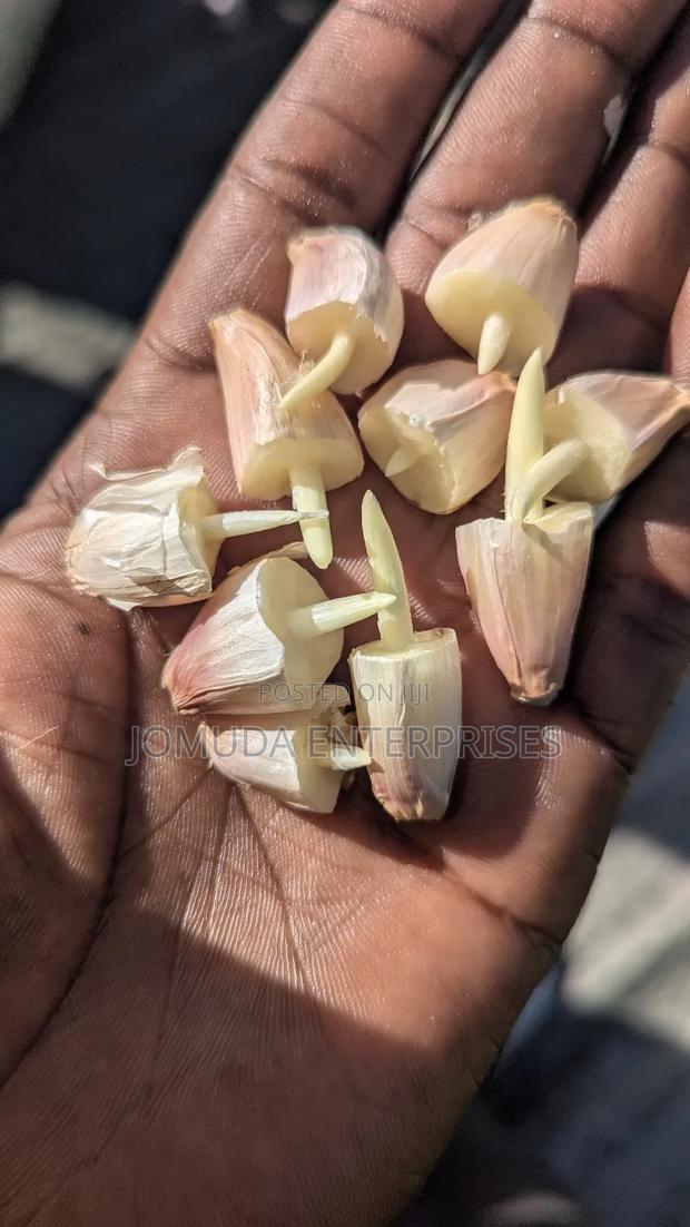 Garlic Seed - thumbnail 6