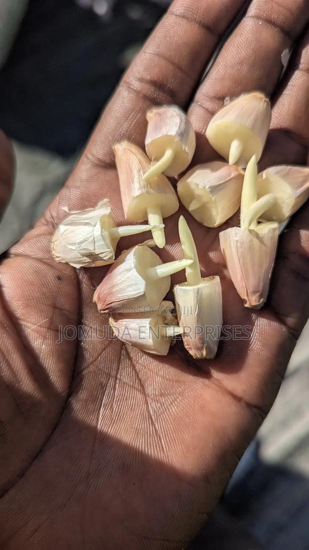 Garlic Seed - thumbnail 3