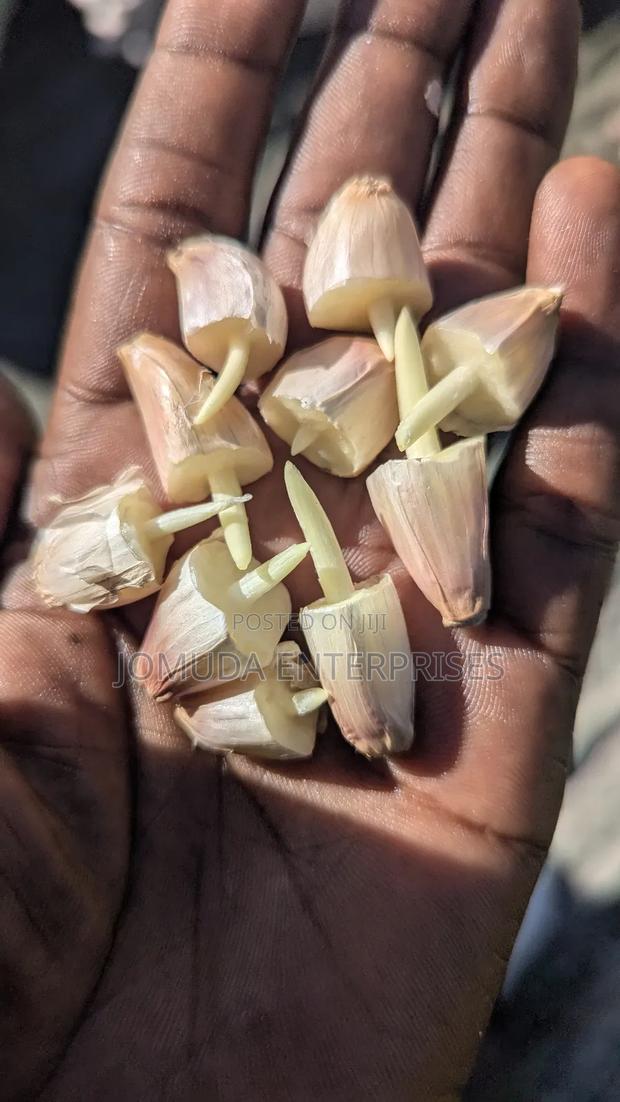 Garlic Seed - thumbnail 4