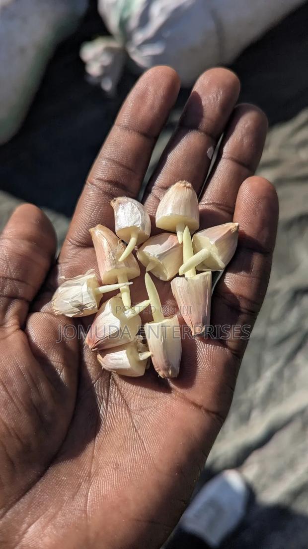 Garlic Seed - thumbnail 13