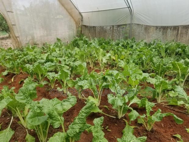 School In Murang’A On 8 Acre, Tarmac Front, Greenhouse, Solar Borehole - thumbnail 15