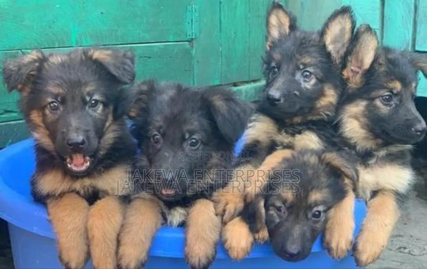 1-3 months Male Purebred German Shepherd