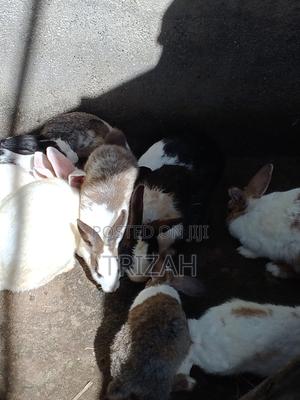 Giant Rabbits for Breeding
