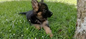 1-3 months Male Purebred Havanese