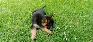 1-3 months Male Purebred Havanese