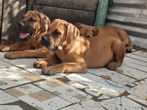 1-3 months Male Purebred Boerboel