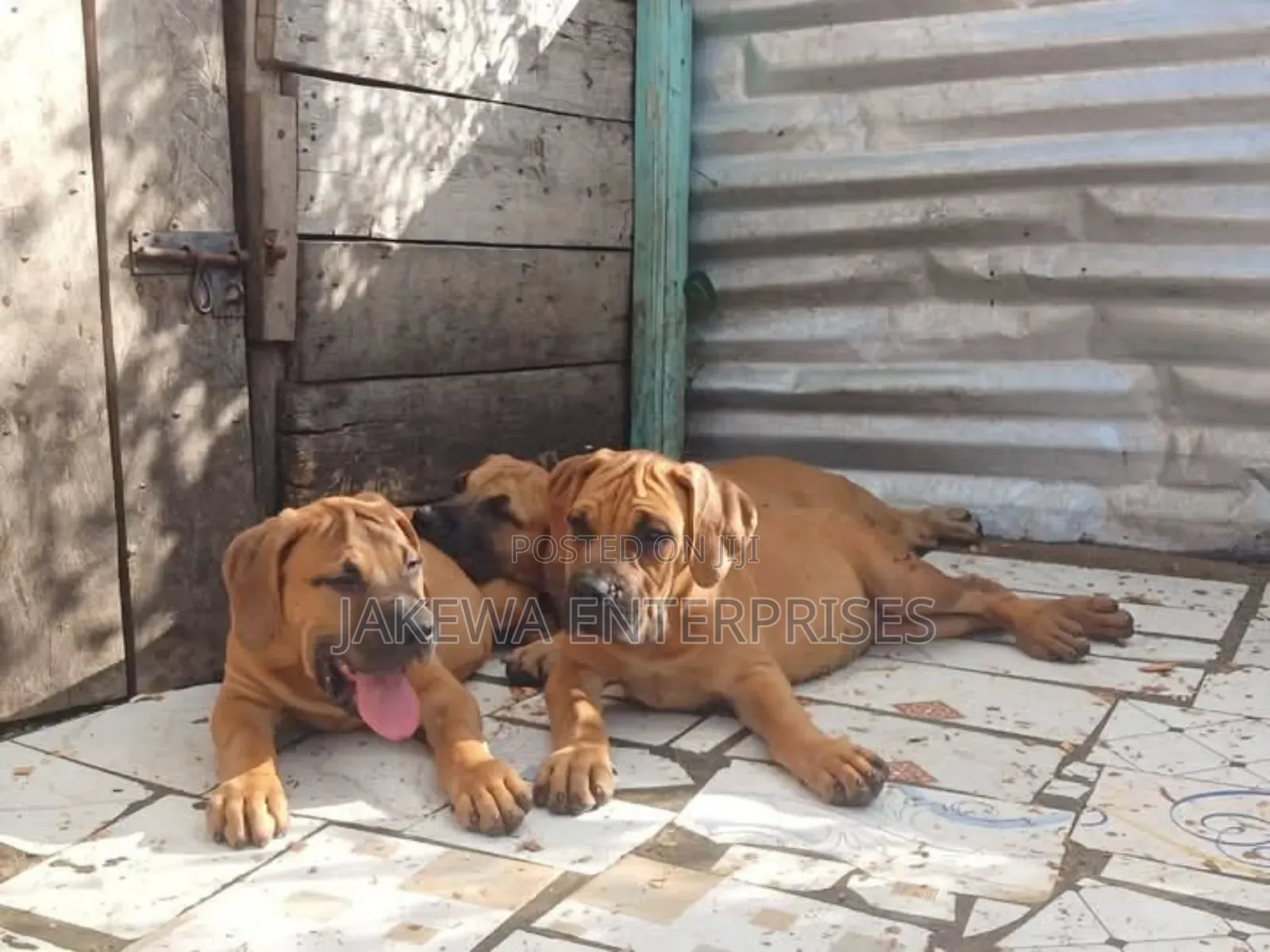 1-3 months Female Purebred Boerboel