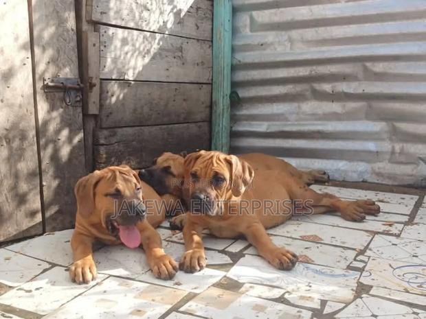 1-3 months Female Purebred Boerboel