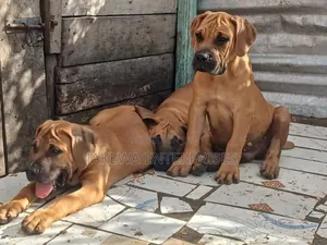 1-3 months Male Purebred Boerboel