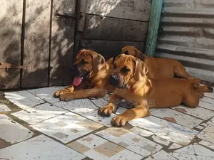 1-3 months Female Purebred Boerboel