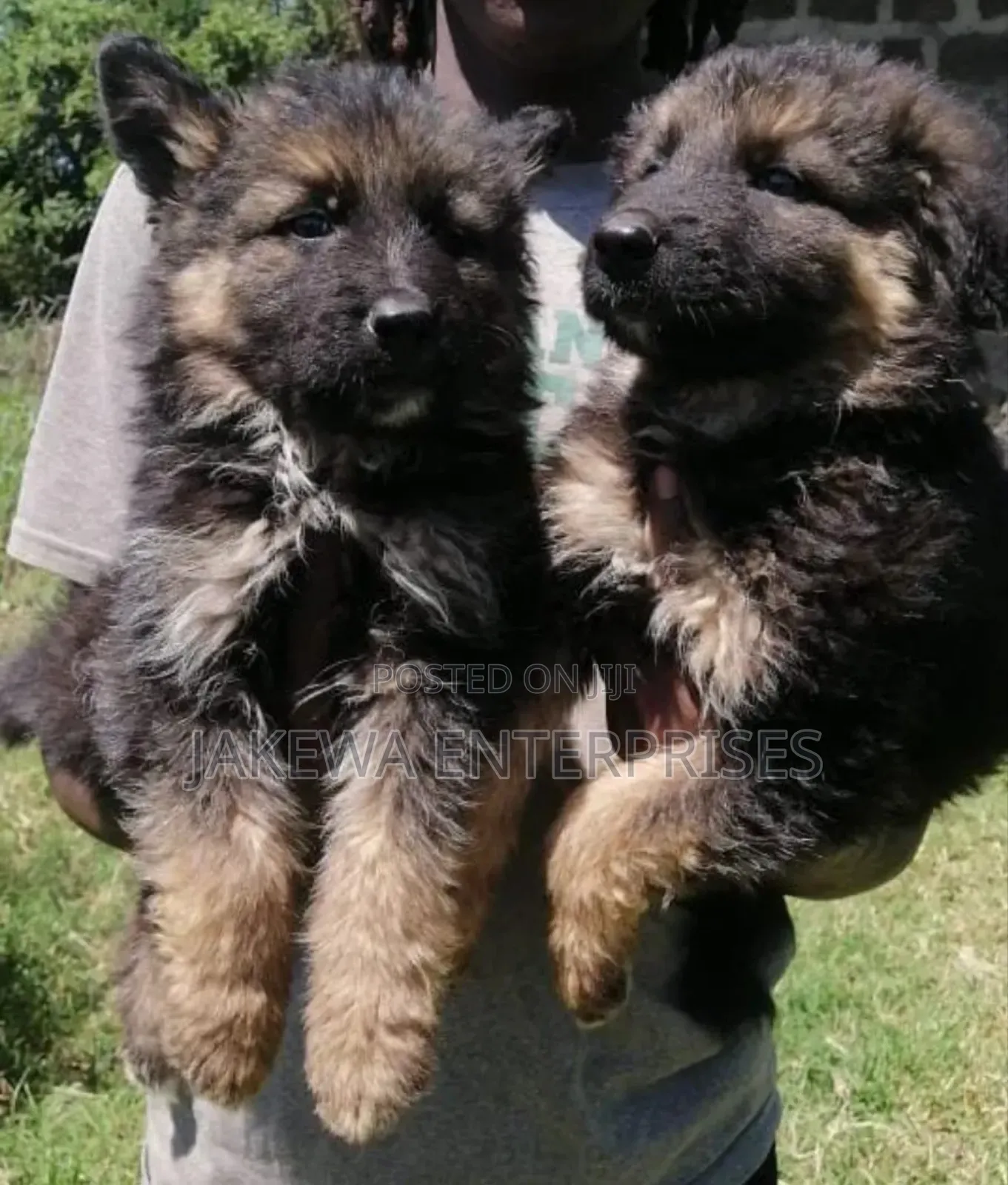 1-3 months Male Purebred German Shepherd