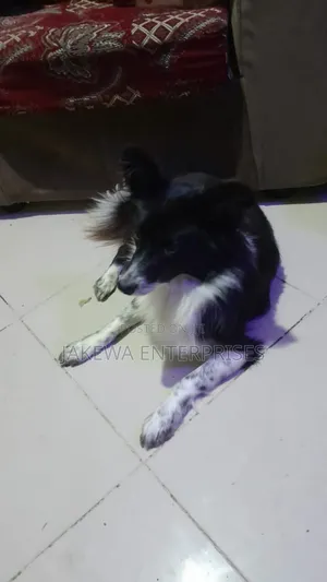 1+ year Male Purebred Japanese Spitz