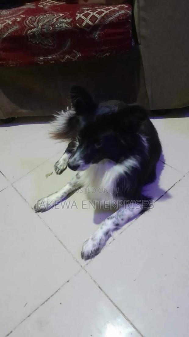1+ year Male Purebred Japanese Spitz - main view