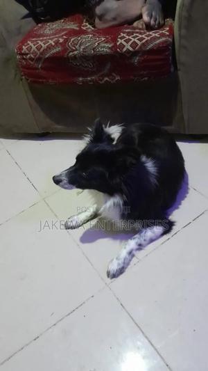 1+ year Male Purebred Japanese Spitz - main view
