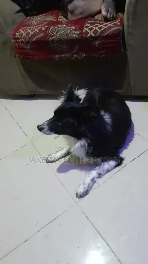 1+ year Male Purebred Japanese Spitz