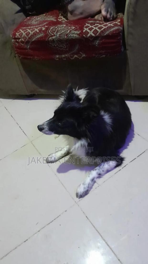 1+ year Male Purebred Japanese Spitz