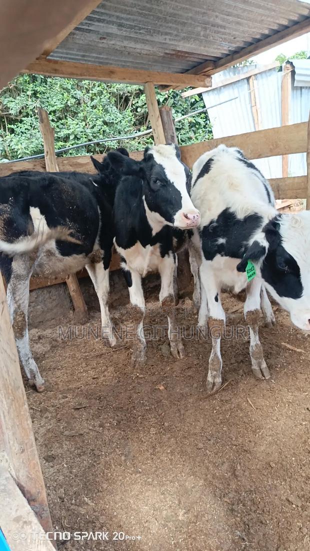 4 Bullying Heifers - main view