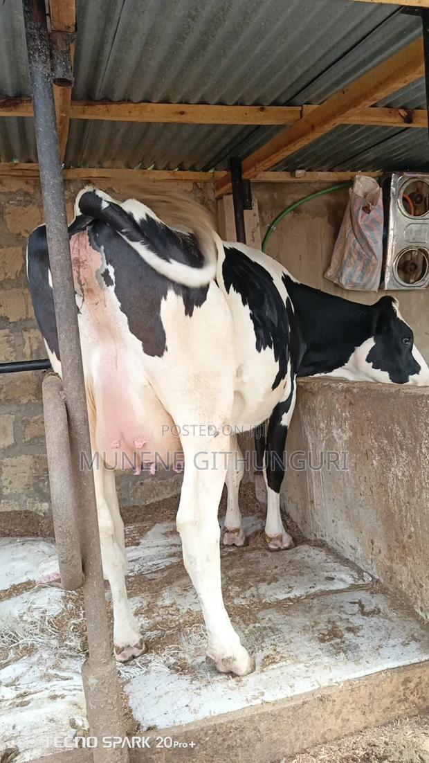Two Super Perdigree Incalf Heifers - thumbnail 2