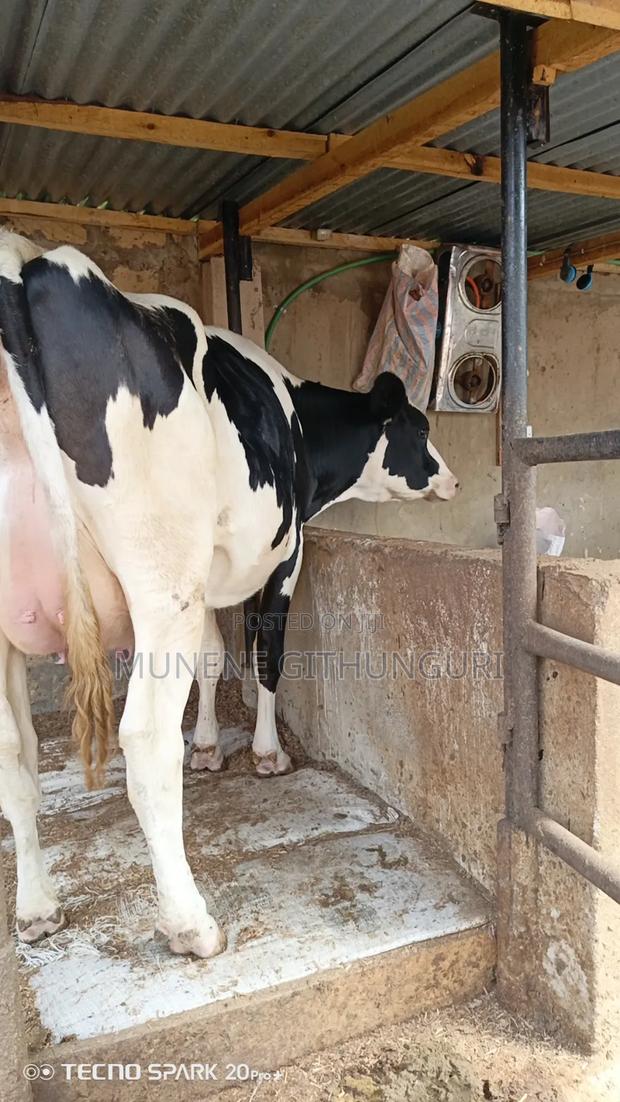 Two Super Perdigree Incalf Heifers - thumbnail 3