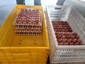 Egg Transportation Crates