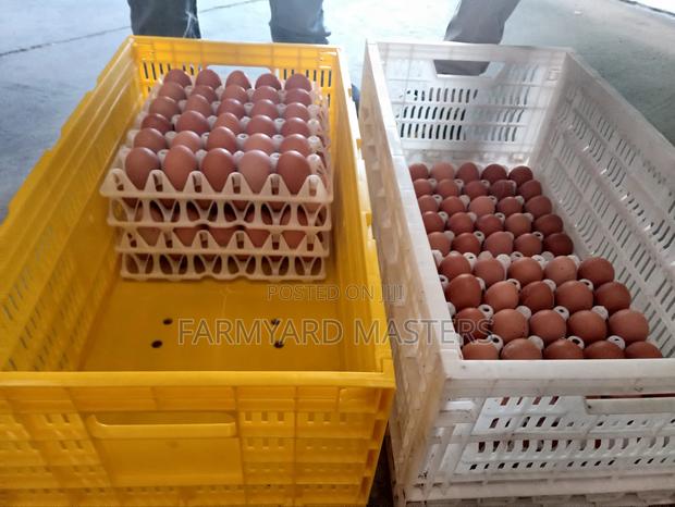 Egg Transportation Crates - thumbnail 4