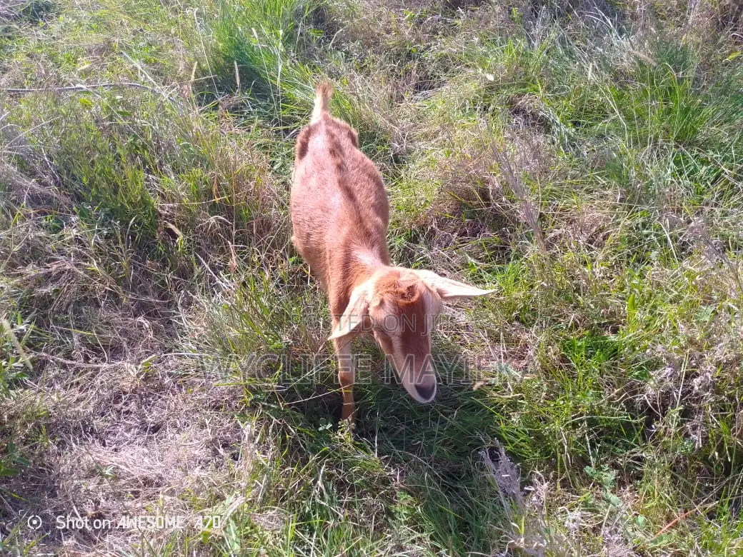 Goats for Sale