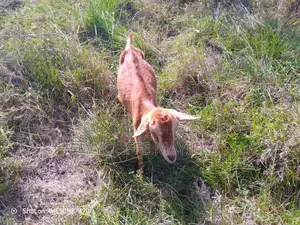 Goats for Sale