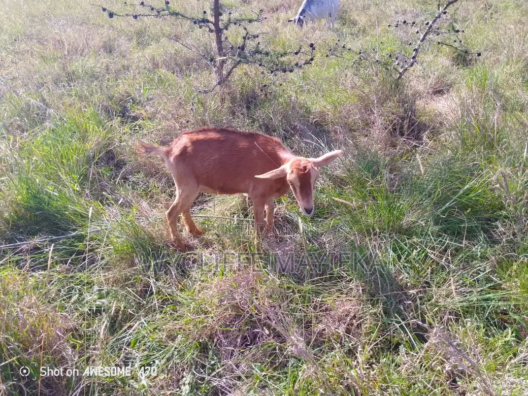 Goats for Sale