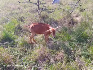 Goats for Sale