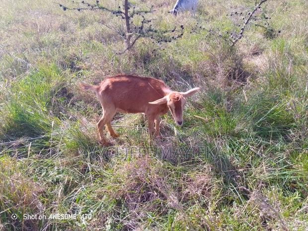 Goats for Sale - thumbnail 4