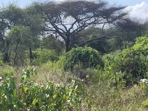 Commercial Land.