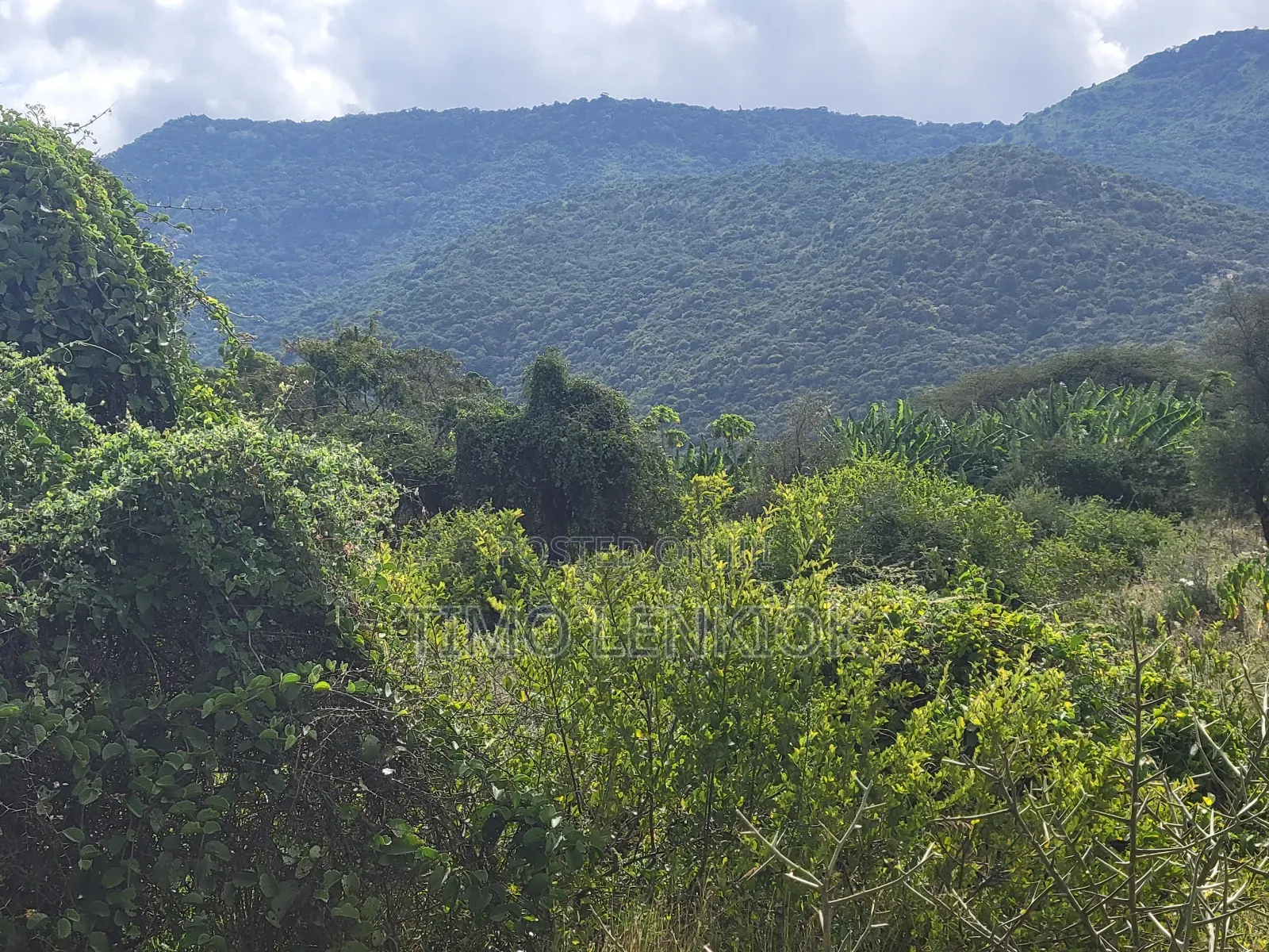 Commercial Land.