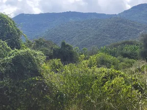 Commercial Land.